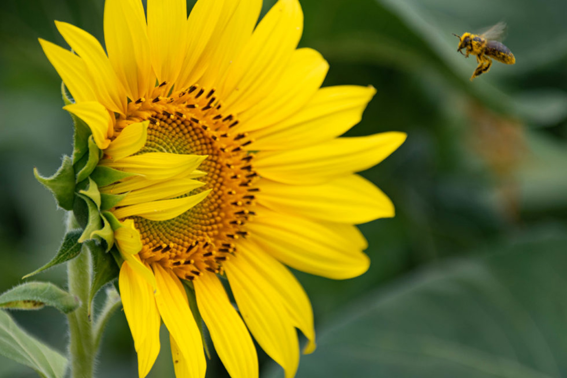 Honig kann den Bienen schaden